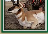 Antelope picture bottom